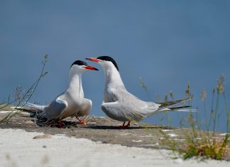 Geflügelpest auf Neuwerk: Diese Schutzmaßnahmen gelten Zwei Seeschwalben am Strand. Auf Neuwerk mehrere Vögel mit Geflügelpest infiziert.