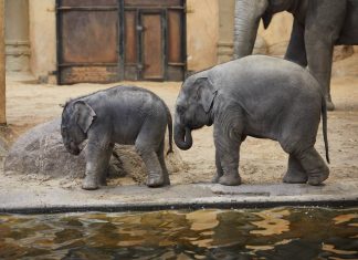 Tierpark Hagenbeck trauert um Elefantenbullen Raj Tierpark Hagenbeck: Elefantenbaby Santosh und sein Neffe Raj gehen 2019 während eines Pressetermins bei Hagenbeck im Gehege.