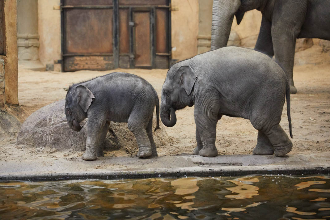 Tierpark Hagenbeck: Elefantenbaby Santosh und sein Neffe Raj gehen 2019 während eines Pressetermins bei Hagenbeck im Gehege.