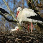 Hamburgs Störche: Nur 61 Jungvögel gesichtet Hamburgs Störche. Ein großer Storch mit einem jungtier in einem Nest.