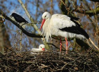 Hamburgs Störche: Nur 61 Jungvögel gesichtet Hamburgs Störche. Ein großer Storch mit einem jungtier in einem Nest.