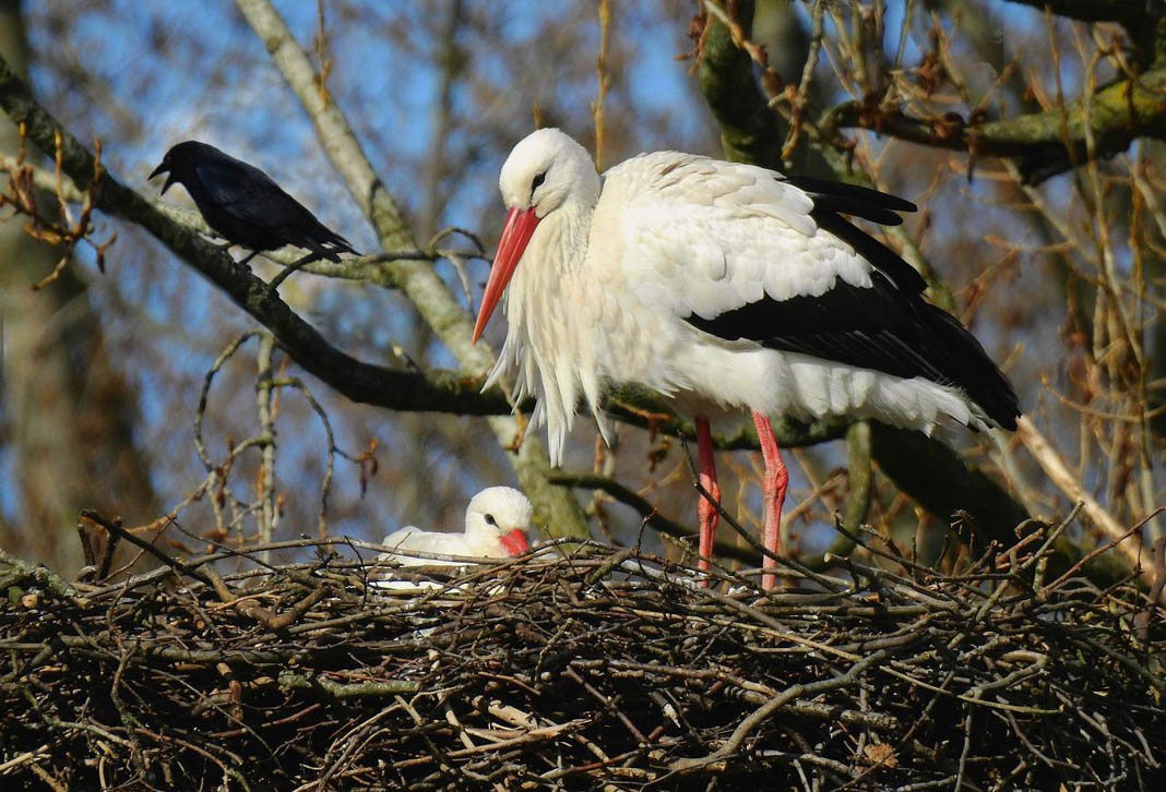 Hamburgs Störche. Ein großer Storch mit einem jungtier in einem Nest.