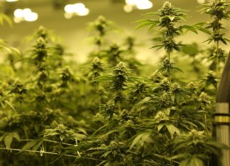 Cannabisplantage in Hamburg entdeckt Viele Cannabispflanzen nebeneinander