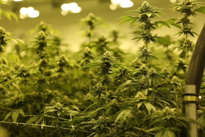 Viele Cannabispflanzen nebeneinander