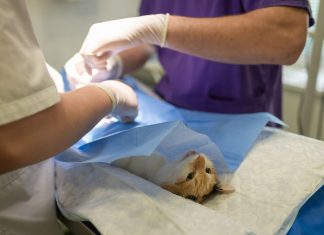 Warum es beim Tierarzt ab jetzt deutlich teurer wird Katze auf dem OP-Tisch beim Tierarzt. Foto: Pixabay