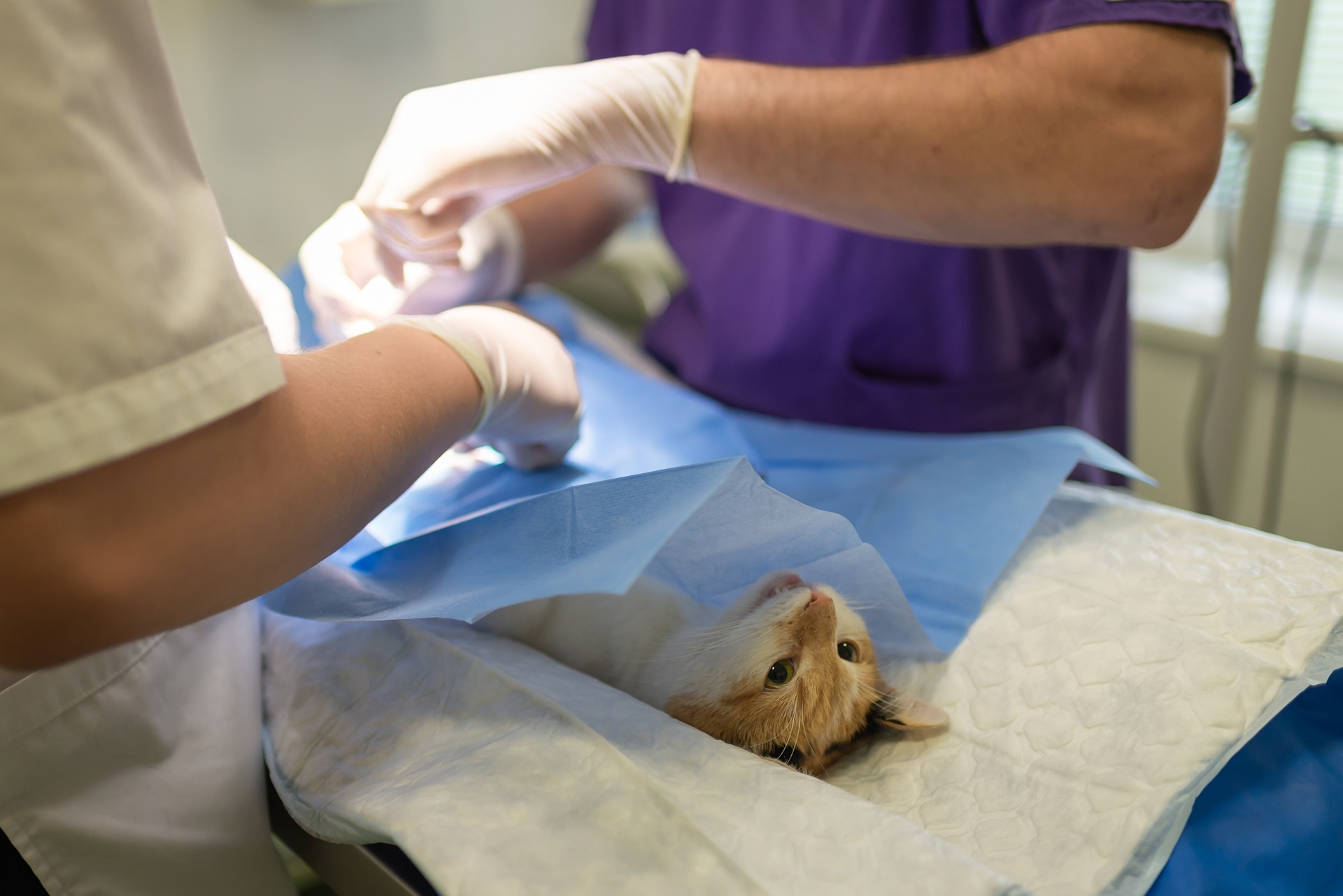 Katze auf dem OP-Tisch beim Tierarzt. Foto: Pixabay