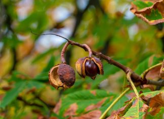 Mehr als 900 Rosskastanien in Hamburgs Straßen gefällt Rosskastanien. Auf dem Bild sind die Früchte einer Rosskastanie zu sehen. Eine leere Hülle und eine Hülle mit Frucht. Beide hängen am Rosskastanienbaum.
