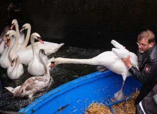 Alsterschwäne ziehen ins Winterquartier Die Hamburger Alsterschwäne werden vom Schwanenvater Olaf Nieß eingesammelt und in ihr Winterquartier gebracht. Foto: Ulrich Perrey/dpa