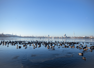 Erste Eisschollen auf der Alster – kommt das Alstereisvergnügen? Wann ist die Alster Zugefroren?Seit Montag bildet sich Eis auf der Alster. (Foto: Stine Schumacher)