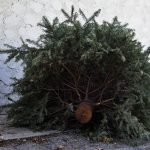 Wohin mit dem Weihnachtsbaum? Abholtermine für Hamburg Ein ausgedienter Weihnachtsbaum, der fertig zur Abholung am Straßenrand liegt.