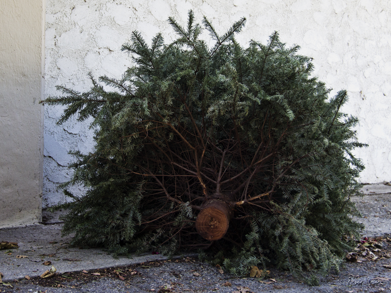 Ein ausgedienter Weihnachtsbaum, der fertig zur Abholung am Straßenrand liegt.
