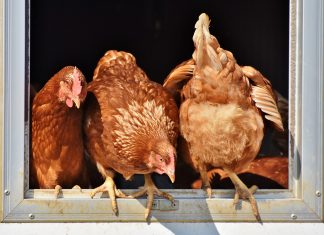 Wegen Geflügelpest: In Hamburg gilt ab Dienstag Stallpflicht Drei Hühner