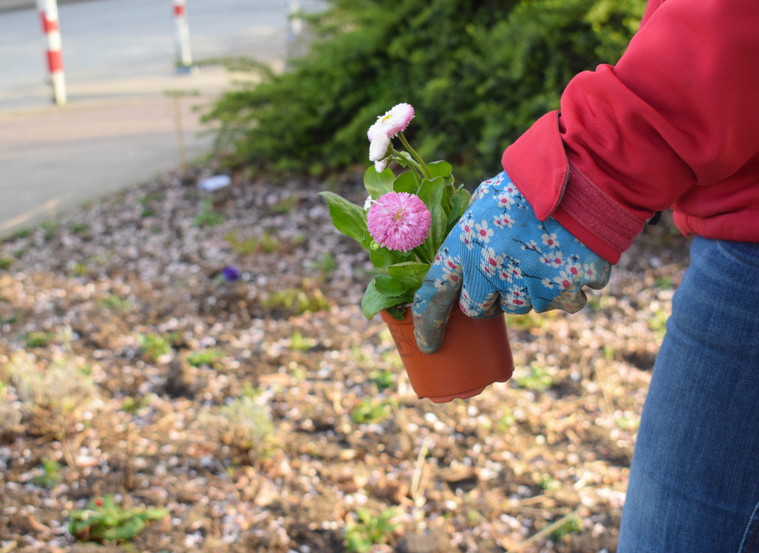 Zum Pflanzen trägt Anna blau geblümte Handschuhe. Normalerweise gärtnert sie ohne, aber an der Verkehrsinsel ist ihr dafür die Erde zu verschmutzt. 