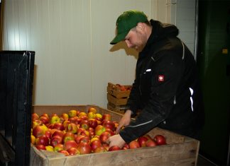 „Einen deutschen Apfel zu essen, ist heutzutage ein Statement“ Jannis Schröder sortiert Äpfel in einer Großkiste