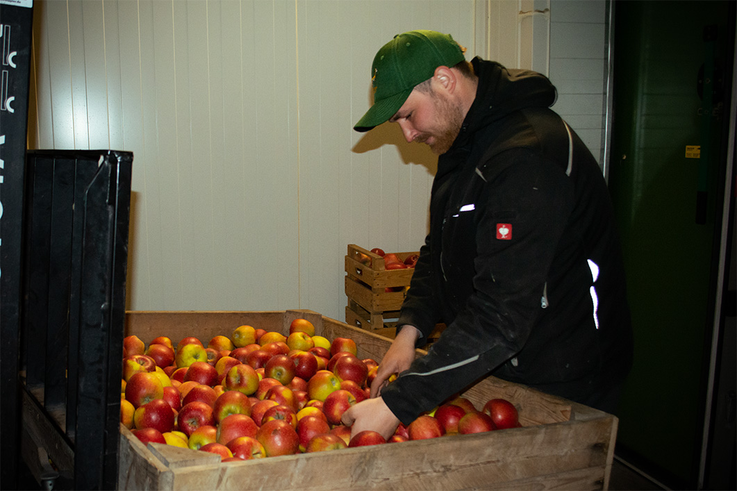Jannis Schröder sortiert Äpfel in einer Großkiste