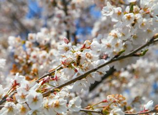 Japanisches Kirschblütenfest findet wieder statt Kirschblüten im Sonnenlicht