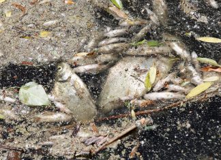 Umweltschützer warnen vor Fischsterben in der Elbe In Hamburgs Gewässern gab es auch in den vergangenen Jahren Fischsterben aufgrund von Sauerstoffmangel.