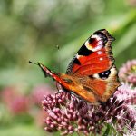 Warum so viele Schmetterlinge verschwunden sind Ein Schmetterling sitzt auf einer Blume