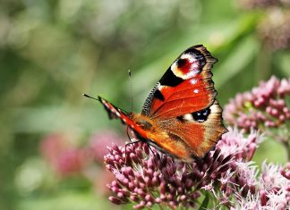Warum so viele Schmetterlinge verschwunden sind Ein Schmetterling sitzt auf einer Blume