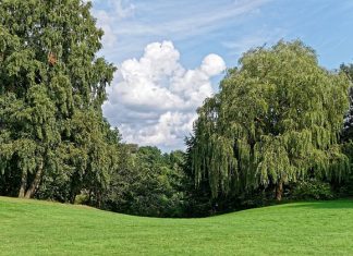 Hamburg veröffentlicht ersten Nachhaltigkeitsbericht Zwei große grüne Bäume stehen ölinks und rechts am Bildrand auf einer Wiese. Damit das in Zukunft so bleibt, möchte Hamburg die Klimaziele der UN erfüllen.