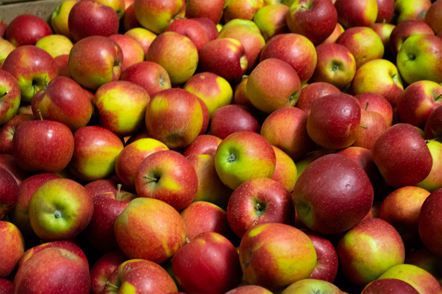 Eine große Menge an rot-gelben Äpfeln symbolisiert die Apfelernte im Alten Land.