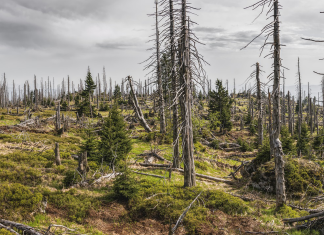 Durchschnittstemperatur in Deutschland steigt weiter Abgestorbene Bäume stehen in einem Wald. Auf dem Boden ist grünes Moos zu sehen. Durch die erhöhte Durchschnittstemperatur ist der Boden und Wald sehr trocken.