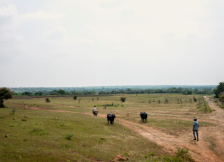 2023: Wärmstes Jahr seit Wetteraufzeichnung Landschaft in Indien, zwei Menschen und zwei Rinder, trockene Landschaft