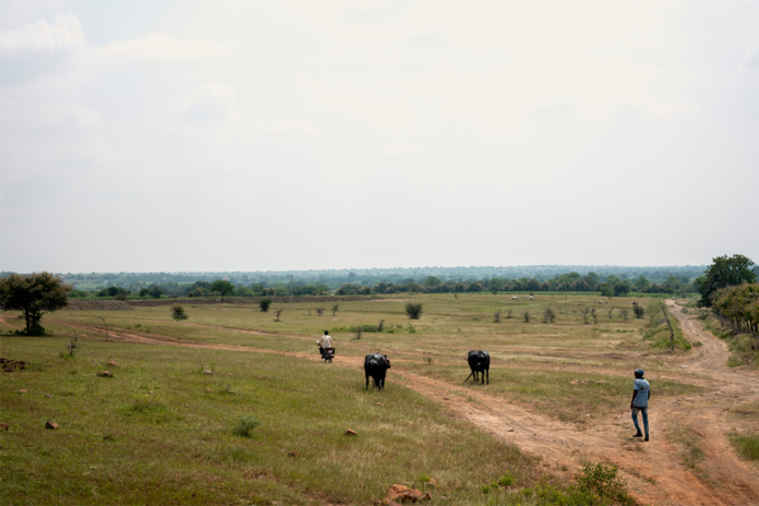 Landschaft in Indien, zwei Menschen und zwei Rinder, trockene Landschaft