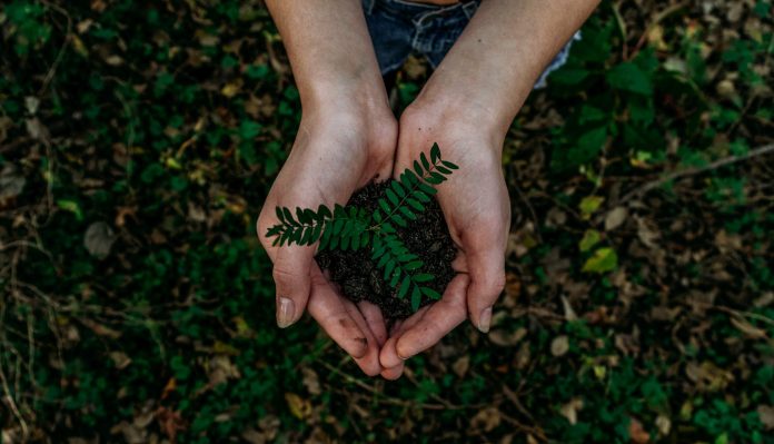 Zwei Hände halten eine kleine Pflanze auf grünem Waldboden.