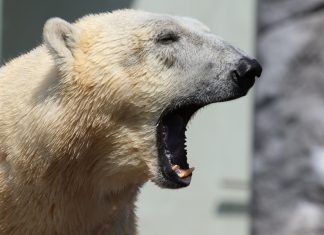 Good News fürs Klima: Was wird gerade für die Umwelt getan? Nahaufnahme von einem gähnenden Eisbären.