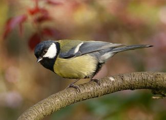 Kohlmeise ist Nummer eins einer ernüchternden Bilanz Kohlmeise auf einem Ast. Foto: pixabay/Oldiefan