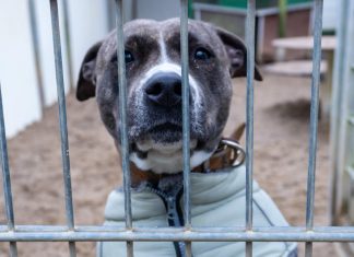 Gerettete Tiere in rotten Gebäuden