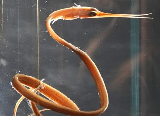 Lebensraum Tiefsee: Hamburgs Maritimes Museum bringt Licht in die Dunkelheit der Ozeane Ein Schnepfenaal in einem alkohlgefüllten Glas