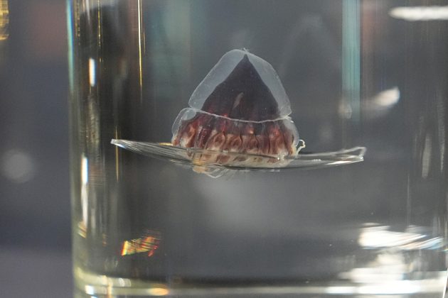 Eine Tiefsee-Kronenqualle (Atolle Atoll) ist in einem Glasbehälter