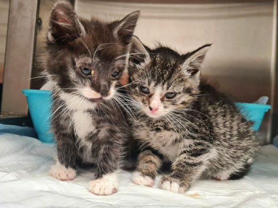 Zwei kranke Katzen im Käfig.