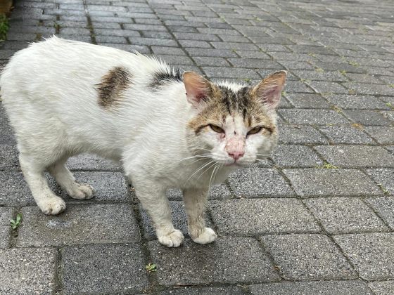 Eine weiße Katze auf der Straße.