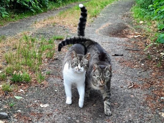 Zwei Katzen gehen über einen Weg.