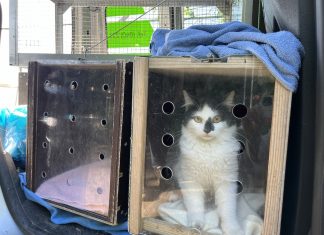 Freundliche Fallensteller: Straßenkatzen in Hamburg Eine schwarz weiße Katze sitzt in einer Transportbox im Auto.