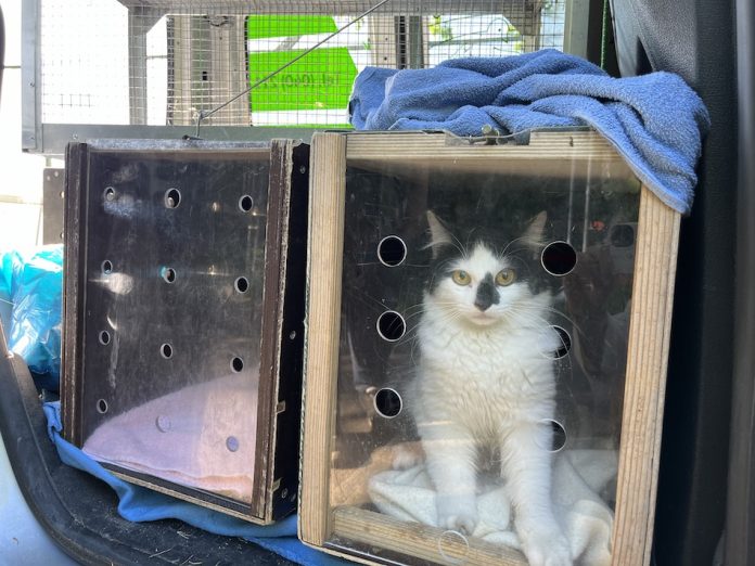 Eine schwarz weiße Katze sitzt in einer Transportbox im Auto.