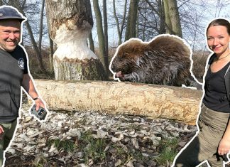 Biber – Mensch. Mensch – Biber: Übersetzen für den Naturschutz Biber, Frederik Landwehr, Alina Adler und der Biber sowie vom Biber angesägte Bäume. Montage Titelbild: Jana Rogmann, Loki Schmidt Stiftung – Moin Biber.