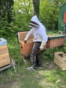 Der Berufs-Imker, Schumann beim Einlogieren der Bienen.