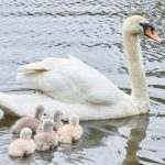 Nachwuchs bei den Alsterschwänen Schwanenküken der Alsterschwäne an der Außenalster