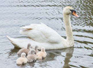 Nachwuchs bei den Alsterschwänen Schwanenküken der Alsterschwäne an der Außenalster