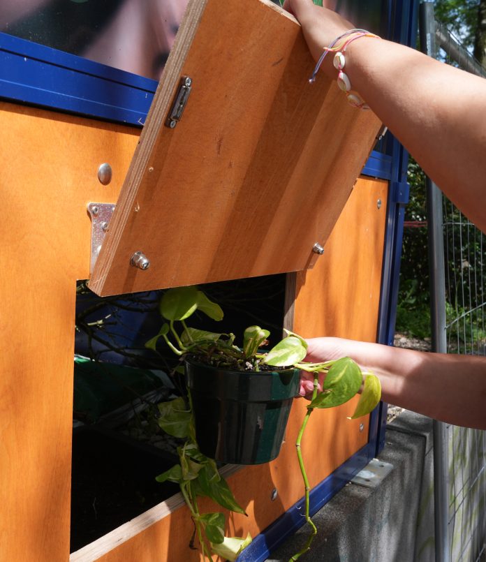 Eine Person stellt eine Pflanze in der Blümchenklappe des Biergartens „Kiez Garden