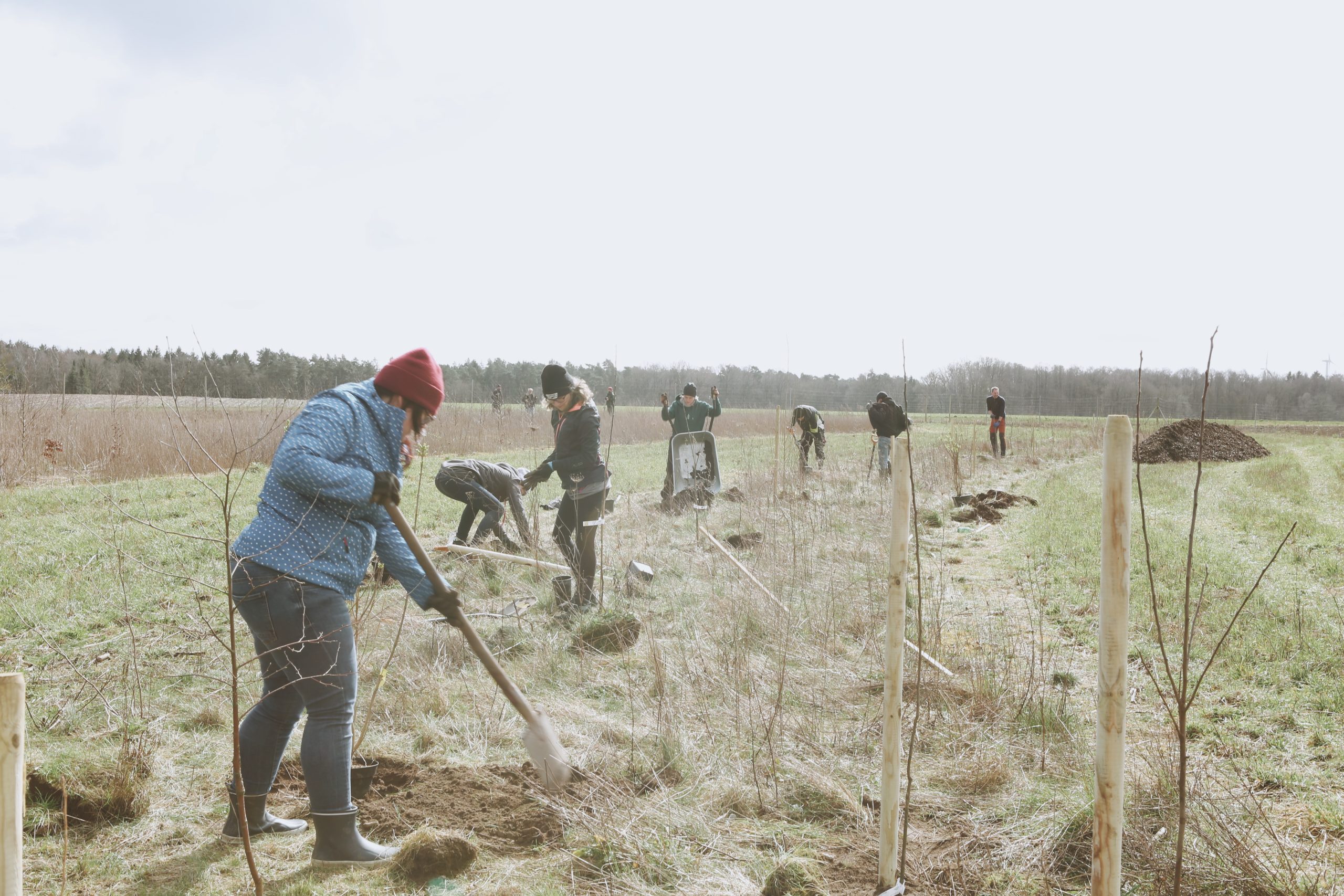 Die erste Pflanzung wird unterstützt durch zahlreiche Helfer*innen. Sie stehen auf einer großen Wiese mit Schaufeln und Bäumen in der Hand.