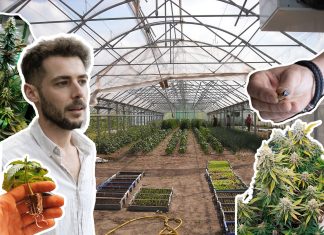 Aufstieg der Kiffer-Klubs: Hier entsteht ein Cannabis Social Club Eine Fotomontage zeigt einen jungen Mann, einige Cannabispflanzen und ein Gewächshaus.