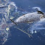 Fischsterben in der Alster durch Starkregen Fischsterben in Hamburg: Fisch liegt tot in der Alster.