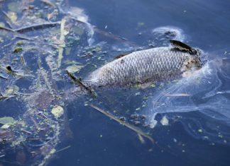 Fischsterben in der Alster durch Starkregen Fischsterben in Hamburg: Fisch liegt tot in der Alster.