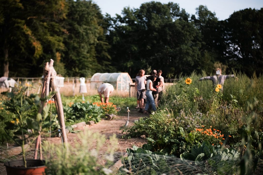 Mehrere Menschen arbeiten auf der Microfarm des Vereins WeField.