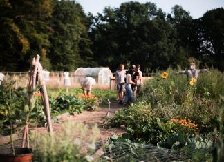 Lasst uns ein Ökosystem pflanzen! Im Gespräch mit We Field Mehrere Menschen arbeiten auf der Microfarm des Vereins WeField.